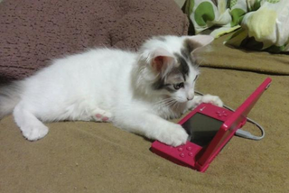 Illustration for article titled Cats Are Very Serious about Video Games